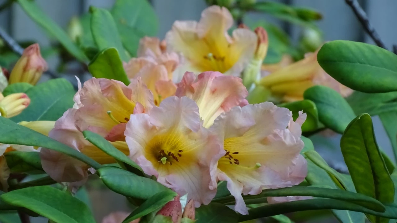'Goldsworth Orange'